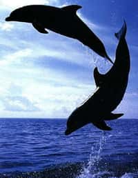 Les dauphins modulent leurs claquements pour atteindre leurs proies