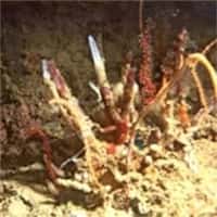 L'éponge Oceanapia fistulosa vit dans les récifs des eaux de Nouvelle-Calédonie. Elle synthétise des substances, les phloeodictines, aux propriétés antipaludiques.(Crédits : &copy;IRD/Bargibant, Georges)