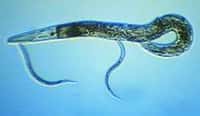 C. elegans (1 adulte, 2 juvéniles).Crédit Dept. of Crop and Soil Sciences, Cornell Univ., Ithaca.
