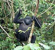 Les gorilles font partie des espèces menacées par la consommation de viande de brousse