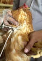 Grippe aviaire : nouveaux médicaments grâce aux grilles de calcul