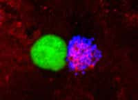 L'infection des cellules endothéliales de la paroi des vaisseaux par le méningocoque (en bleu) entraîne un recrutement massif des protéines d'adhérence (en rouge), ce qui empêche leur accumulation au point de contact des globules blancs (ou leucocytes) (e