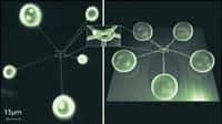 Ces nanotubes forment le plus petit et le plus simple des noeuds : un noeud de trèfle.&copy; Chalmers Tech.Univ/I.Curie