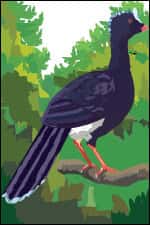 Hocco de Koepcke (Crax unicornis koepckeae)