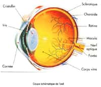 Des caroténoïdes contre les maladies oculaires