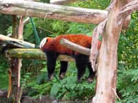 Petit panda ou panda roux (Ailurus fulgens)