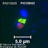 Picobiliphyte vu au microscope à fluorescence