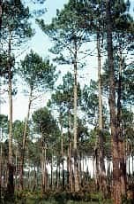La forêt de pins maritimes et son sous-bois semblent bénéficier de l'épandage de certaines bouesCrédit : &copy; INRA / Jean TIMBAL