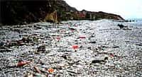 Pollution du rivage par les matières plastiquesCrédits : http://www.aquacaux.asso.fr