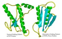 Changement de conformation de la protéine Prp (prion). La forme de gauche est la forme non pathogène, la forme de droite est la forme pathogène. (crédit : Whitehead Institute The Massachusetts Institute of Technology)