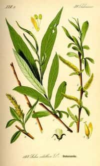 Salix alba (saule blanc) dont l'écorce contient l'acide salicylique, à partir duquel le chimiste allemand Felix Hoffmann a trouvé en 1897 le moyen d'obtenir l'acide acétylsalicylique à l'état pur avant d'en lancer la production à l'échelle industrielle. L