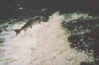 &copy; INRA - Frédéric MarchandSaut d'un barrage par un saumon sur la rivière Oir