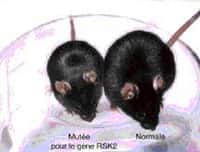 Les souris mutantes pour RSK2 présentent un retard de croissance par rapport aux souris normales. (crédit : INSERM)