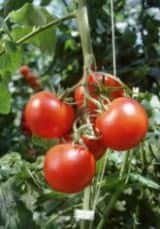 Recherche européenne: de juteuses perspectives pour la tomate