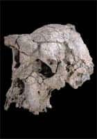 Crâne de Toumaï, le plus vieil hominidé découvert à ce jour (7 millions d'années)