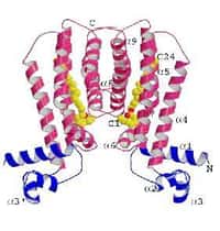 Structure cristalline du répresseur EthR (en rouge et bleu) associé au ligand (en jaune) (crédit : Frénois et al./Neuron)
