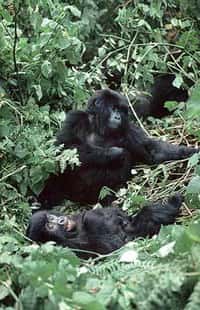 Jeune Gorille - &copy; Unesco Ian Redmond