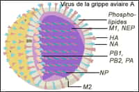 Parmi les molécules présentes à la surface du virus, l'hémagglutinine (HA sur le schéma) servent à la fixation sur certains récepteurs des cellules de l'hôte. De l'oiseau à l'Homme, ils diffèrent. Mais un virus sait s'adapter. Crédit : Ornithomedia.com, d