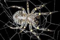 L'araignée Parawixia bistriata. Crédits USP