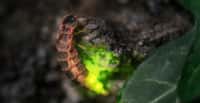 Les lucioles font partie des insectes menacés d’extinction. En cause, la destruction de leur habitat, la pollution lumineuse et l’utilisation d’insecticides. © Fotoschlick, Adobe Stock