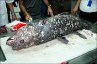 Ronan Bourhis (AFP/Archives - Un coelacanthe pêché en Indonésie en mai 2007)