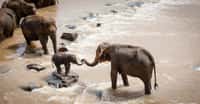 Les éléphants, que ce soit en Afrique ou en Asie, restent menacés par les activités humaines. © luxstorm, Pixabay License