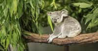 Des dizaines de koalas sont morts suite à la destruction d’une plantation d’eucalyptus dans le sud de l’Australie. Un drame dénoncé par des riverains. © robdowner, Adobe Stock