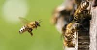 Les chercheurs de Virginia Tech ont décelé des différences entre les populations d’abeilles dans la manière dont elles communiquent. Pourtant, ils affirment qu’une abeille d’Angleterre comprendrait une abeille de Virginie (États-Unis) et trouverait une source de nourriture de la même manière avec un taux de réussite similaire. © C. Schüßler, Fotolia