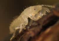 Tout juste née, cette larve de cigale s'apprête à s'enfouir dans le sol. Elle y restera pendant 17 ans, se nourrissant de la sève brute, qui circule dans le&nbsp;xylème des plantes. © Capture d'écran,&nbsp;The return of the cicadas,&nbsp;Samuel Orr