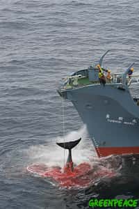 Photographié par Greenpeace en janvier 2006, le Yushin Maru vient de  blesser une baleine de six tirs de harpon. Elle n'est pas morte. Il faut  maintenant la noyer. © Greenpeace