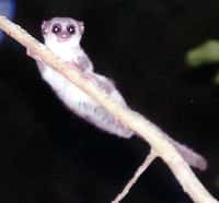 Le chirogale moyen ou Cheirogaleus medius est un lémurien endémique de Madagascar. C’est l’un des plus petits primates au monde. C’est aussi le seul capable d’hiberner. © Petra Lahann, Wikimedia Commons, cc by sa 2.0