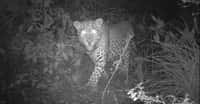 Des appareils à déclenchement automatique ont surpris des léopards errant sur les sentiers du parc national de Margalla Hills (Pakistan). © Islamabad Wildlife Management Board