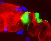 Des cellules de Schwann sont retournées en enfance sous l'impulsion de&nbsp;Mycobacterium leprae. Ici, ces cellules infectées (en vert) ont intégré le tissu musculaire (en rouge). En bleu, on peut observer les noyaux.&nbsp;© Masaki&nbsp;et al.,&nbsp;Cell