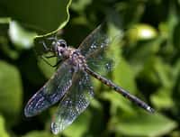Les libellules du genre Hemicordulia peuvent être observées dans le sud de l'Asie, en Afrique et en Australie. Ces insectes ont une très bonne vision. © boobook48, Flickr, cc by nc nd 2.0