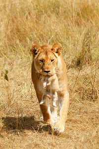 Chez de nombreux animaux, tel le lion, la mère porte son petit par la peau du cou. Cela entraîne un apaisement du lionceau. © SafariTrails.com, Flickr, cc by nc nd 2.0