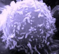 Les lymphocytes NKT sont des cellules très particulières du système immunitaire. Ils doivent leur nom à leur appartenance à la large famille des lymphocytes T (dont on voit ici un représentant au microscope électronique à balayage). En plus des marqueurs des cellules Natural Killer, ils présentent d'autres éléments de l'immunité. Cette spécificité élargit leur spectre d'action et ces cellules interviennent aussi bien dans l'immunité innée que dans l'immunité adaptative. © National Cancer Institute, Wikipédia, DP