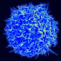 Les lymphocytes T constituent une population de globules blancs qui naissent dans le thymus. Il en existe plusieurs types qui assurent la protection de l’organisme contre les envahisseurs. Les lymphocytes T régulateurs ont pour rôle de maintenir un équilibre au sein de la population de lymphocytes T tueurs. Leur durée de vie est finement contrôlée grâce à des protéines impliquées dans le processus d’apoptose. © NIAID, Wikipédia, DP