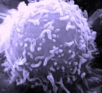 Un lymphocyte vu au microscope électronique à balayage. © DR