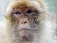 Les macaques berbères sont les seuls macaques vivant sur le continent africain à l’état sauvage. Pour leur étude, les chercheurs sont allés les observer dans la Trentham Monkey Forest, au Royaume-Uni. © ArtMechanic, Wikimedia Commons, cc by sa 3.0