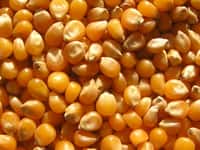 L'étude de Gilles-Éric Séralini avait fait grand bruit le mois passé en montrant la toxicité du maïs OGM NK603. Mais son travail est mis à mal et très critiqué. Que penser de la sécurité des OGM pour l'alimentation ?&nbsp;© Andrew Butko, Wikipédia, cc by sa 3.0