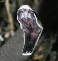 Le mamba noir est un serpent africain de la famille des cobras. Il est très répandu. Sa morsure était appelée «&nbsp;baiser de la mort » car son venin était mortel presque systématiquement, avant le développement d'antidotes.&nbsp;Il en inocule entre 100 et 120 mg alors que 10 mg suffisent à venir à bout d'un être humain. Mais parmi ces différentes molécules, les mambalgines, qui à l'avenir composeront peut-être des médicaments antidouleur.&nbsp;© Ted Arensmeier, Wikipédia, cc by sa 3.0