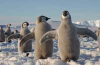 Presque 90 % de l'isolation des manchots est assurée par leur plumage. Ils bénéficient également d'une couche de graisse de 3 cm d'épaisseur. Lorsque les conditions climatiques de l'Antarctique se dégradent, les manchots s'amassent et créent une figure dite de tortue. La température ambiante au centre peut atteindre 37,5 °C. © Hannes Grobe/AWI, Wikipédia, cc by 3.0