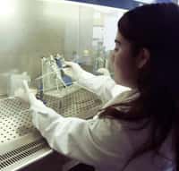 Les tests ont parlé : ce ne sont pas des mycotoxines. Mais que se cache-t-il donc derrière cette épidémie anormale de cancer du foie au Pérou ? © A. Gadea, IRD