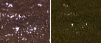 La glace fond autour de Phoenix, comme on peut le constater sur ces deux images prises par la sonde MRO (pour Mars Reconnaissance Orbiter), la première le 8 février 2010, la seconde 17 jours plus tard. Crédit Nasa/JPL/Caltech/University of Arizona
