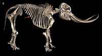 Des ossements de mastodonte avec une arme faite d'os taillé montrent que les humains chassaient il y a 13.800 ans sur le continent nord-américain. &copy; Waters et al. 2011, Science