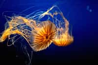 Parmi les ouvrages d'auteurs de Futura-Sciences, découvrez celui sur les étonnantes méduses. © CC by sa