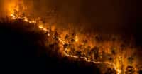 Les scientifiques annoncent une recrudescence des mégafeux de forêt dans les années qui viennent. Des feux de forêt qui seraient aussi bien dommageables à la santé humaine qu’à la biodiversité et au climat. Ainsi les experts appellent à la mise en œuvre de plus de mesures de prévention. © prirach, Adobe Stock