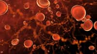 De surprenantes propriétés des cellules souches du sang pourraient jouer un rôle dans le système immunitaire inné et permettre d'envisager de nouvelles pistes vaccinales, notamment pour lutter contre l Covid-19.  © DIgilife, Adobe Stock
