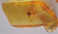 Des insectes peuvent être retrouvés pris au piège dans l'ambre depuis des millions d'années. Si ce moustique a été emprisonné voici plus de 1,5 million d'années, tout en étant maintenu à -5 °C, l'ADN qu'il peut éventuellement contenir est illisible. © Mila Zinkova, Wikimedia common, CC by-sa 3.0