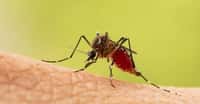Des chercheurs de la Vanderbilt University (États-Unis) nous apprennent que les moustiques vieillissent plus vite et perdent de leurs capacités immunitaires lorsque les températures augmentent. © frank29052515, Adobe Stock